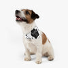 Personalize Turning Birthday Age Black Confetti Background On White Pet Bandana Collar