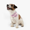 Birthday Girl With Confetti On Pink Pet Bandana Collar