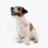 Keep Calm and Wag On Pink Pet Bandana Collar