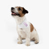 Keep Calm and Wag On White Pet Bandana Collar